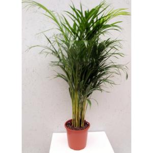 Planta verde howea forsteriana 100-110 cm en maceta de 17 cm