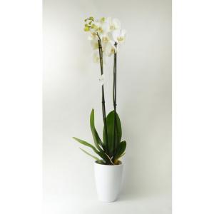 Orquídea phalaenopsis blanca 2 tallos en maceta de 12 cm
