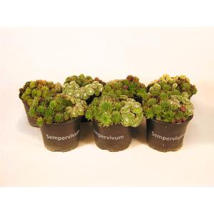 Cactus y planta suculenta sempervivum 15 cm 7 uds en maceta…
