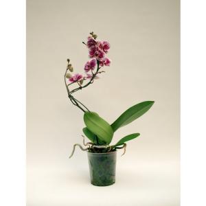 Orquídea phalaenopsis curvis 45 cm en maceta de 12 cm