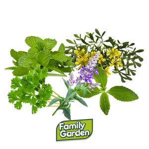 Pack de 24 plantas aromáticas saludables