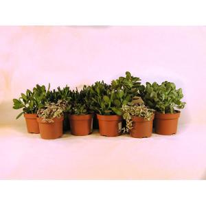 Cactus y planta suculenta crassula 20 cm en maceta de 12 cm