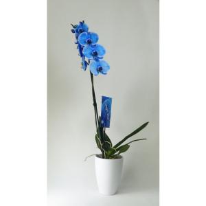 Orquídea phalaenopsis azul 1 tallo en maceta de 12 cm