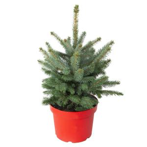 Árbol de Navidad natural en maceta H75cm - PICEA PUNGENS