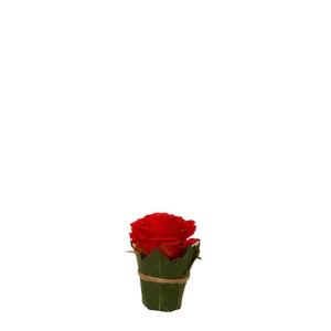 Composición de rosas rodeada de hojas artificiales rojo osc…