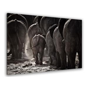 Cuadro animales cabo de áfrica impresión sobre lienzo 45x30…