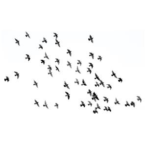 Cuadro - Bandada De Pájaros Negros cm. 50x80