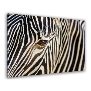 Cuadro de animal cebra impresión sobre lienzo 60x40cm