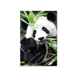 Cuadro de mirada de panda impresión sobre lienzo 60x90cm