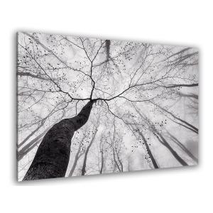 Cuadro dosel arbóreo impresión sobre lienzo 45x30cm