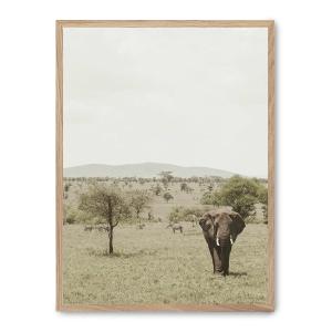 Cuadro elephant in the savana ii, marco roble, 50x70 cm