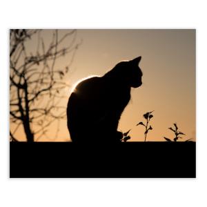 Cuadro gato fotoimpreso sobre lienzo cobre de 100x80 cm