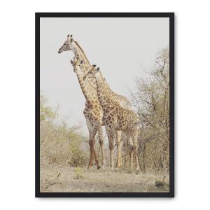 Cuadro giraffe in the savana ii, marco negro, 50x70 cm