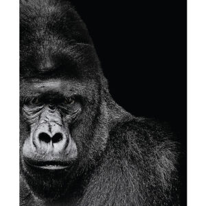 Cuadro Gorilas blanco y negro 40 × 50