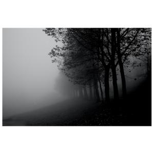 Cuadro - La Niebla En Los Árboles cm. 60x90