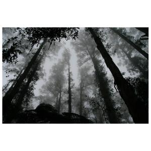 Cuadro - La Niebla Entre Los Picos cm. 60x90