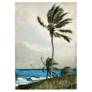 Cuadro lienzo - Palmera, Nassau - Homer Winslow - cm. 50x70
