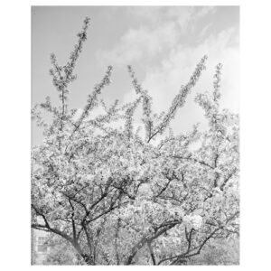 Cuadro lienzo - Ramas de floración blanca - 60x90cm
