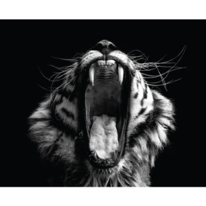Cuadro Tigre blanco y negro 40 × 50