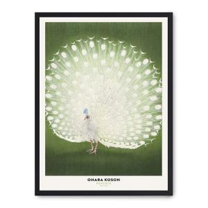 Cuadro white peacock beauty, marco negro, 50x70 cm