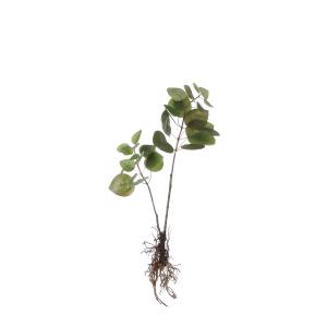 Eucalyptus artficial y raíces verde alt. 64