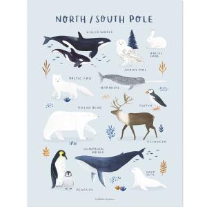 Lámina de papel animales del polo norte y sur de 30x40 cm