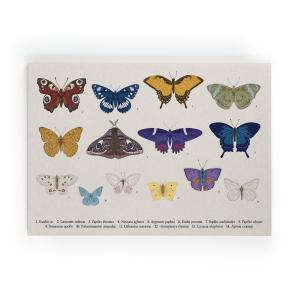 Lienzo 60x40 impresión mariposas de colores