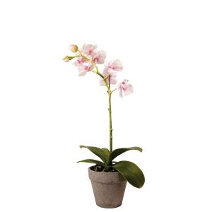 Orquídea dendrobium en maceta artificial blanca y rosa fucs…