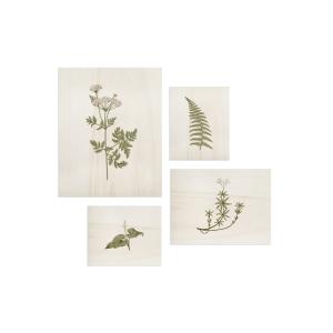 Pack de cuadros con motivos botánicos 40x50cm