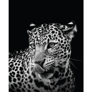 Pintura de leopardo blanco y negro 40 × 50 cm