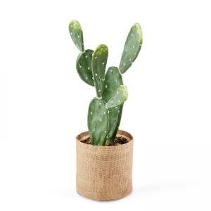 Planta artificial de cactus de pvc
