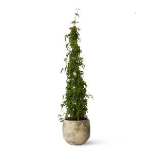 Planta de exterior natural jazmín polyanthum 130 cm