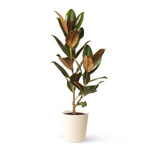 Planta de exterior natural magnolia grandiflora 80 cm
