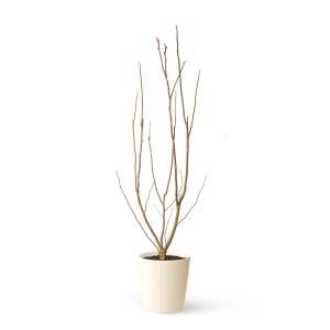 Planta de exterior natural magnolia susan 120 cm