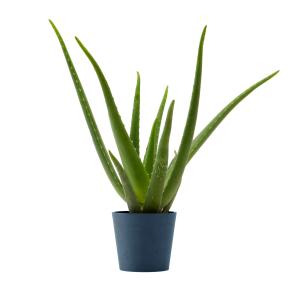 Planta de interior - Aloe Vera 25cm en maceta azul 