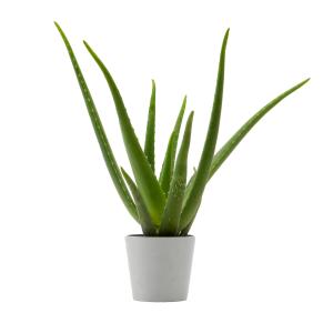 Planta de interior - Aloe Vera 25cm en maceta blanco gris 