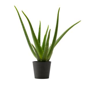 Planta de interior - Aloe Vera 25cm en maceta negra