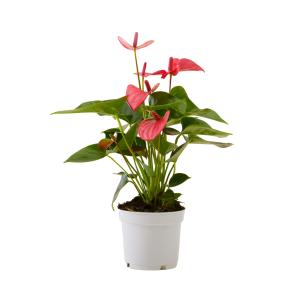 Planta de interior - Anthurium roso 