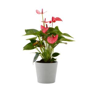 Planta de interior - Anthurium roso 50cm en maceta blanco g…