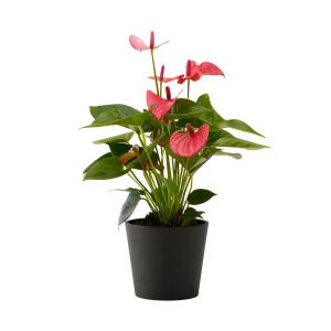 Planta de interior - Anthurium roso 50cm en maceta negra