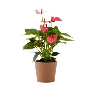 Planta de interior - Anthurium roso 50cm en maceta terra