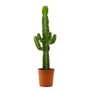 Planta de interior - Cactus catedral (Euphorbia) 80cm