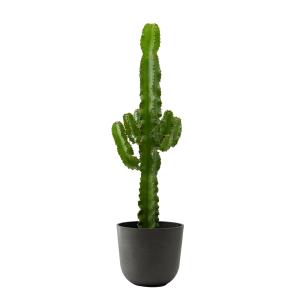 Planta de interior - Cactus catedral (Euphorbia) 80cm en ma…