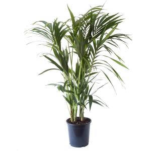 Planta de interior - Palmera Kentia Howea 120cm