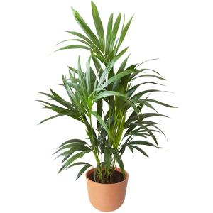 Planta de interior - Palmera Kentia Howea 90cm en maceta te…