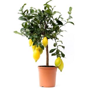 Planta de interior y exterior - Limonero 65cm