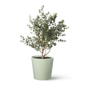 Planta de interior y exterior natural eucalipto gunni 60 cm