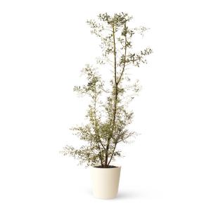 Planta de interior y exterior natural eucalyptus france blu…