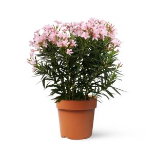 Plantas de interior natural adelfa rosa 110 cm