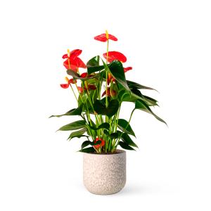 Plantas de interior natural anthurium 50 cm